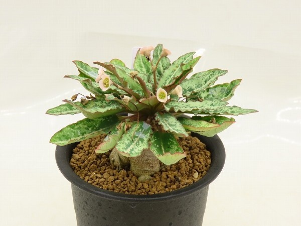 新品】【多肉植物】ユーフォルビア クレメルシー1' 【Euphorbia