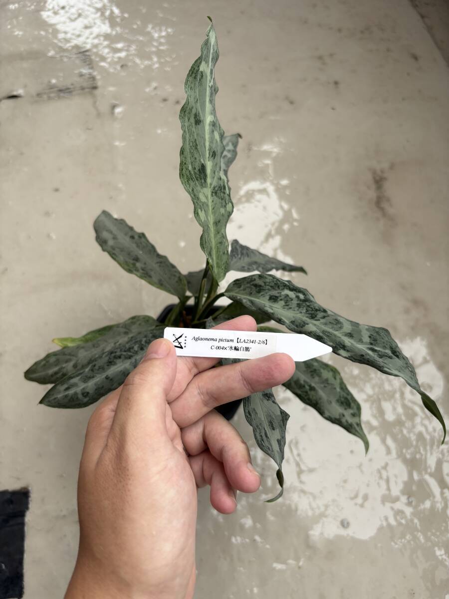 新品】【LA便正規タグ付き】アグラオネマ ピクタム Aglaonema pictum