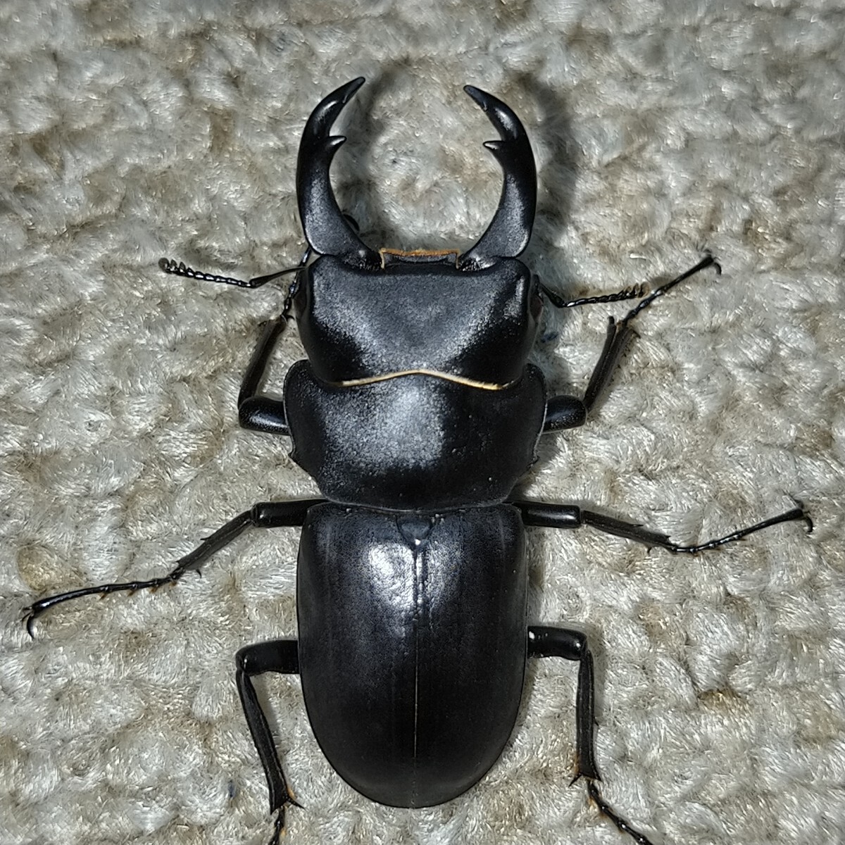 天然超特大ヒメオオクワガタ 標本 ５.５オーバー 野外採集品標本】栃木県産超特大ヒメオオクワガタ♂標本54.3㎜の落札