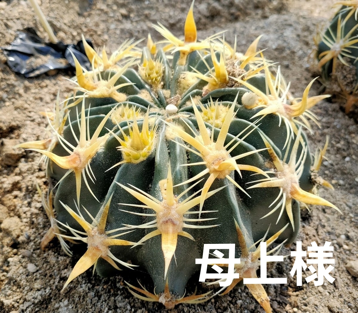 中古】サボテン・多肉植物（サボタニ）10-1 フェロカクタス 文鳥丸