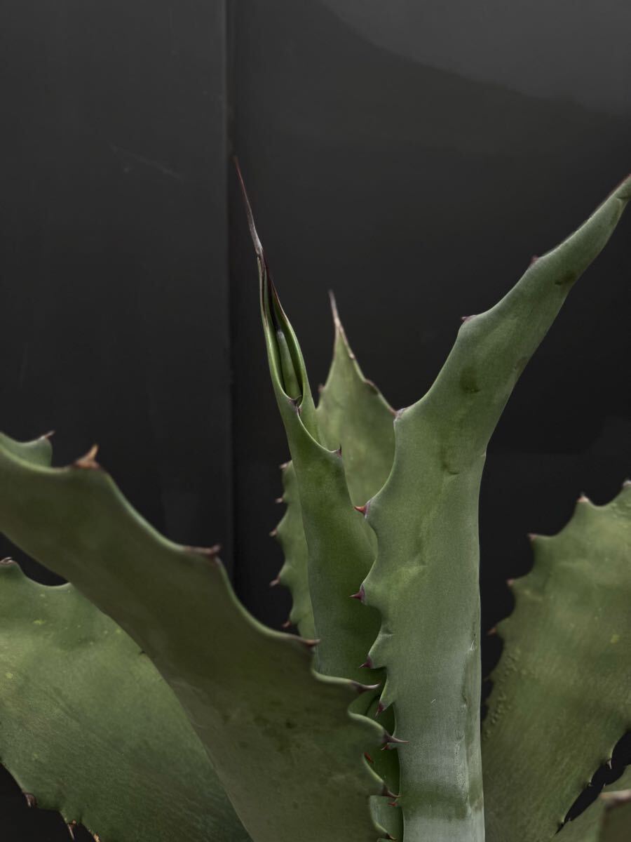 中古】アガベ サルミアナ フェロックス 大株 Agave salmiana v.feroxの