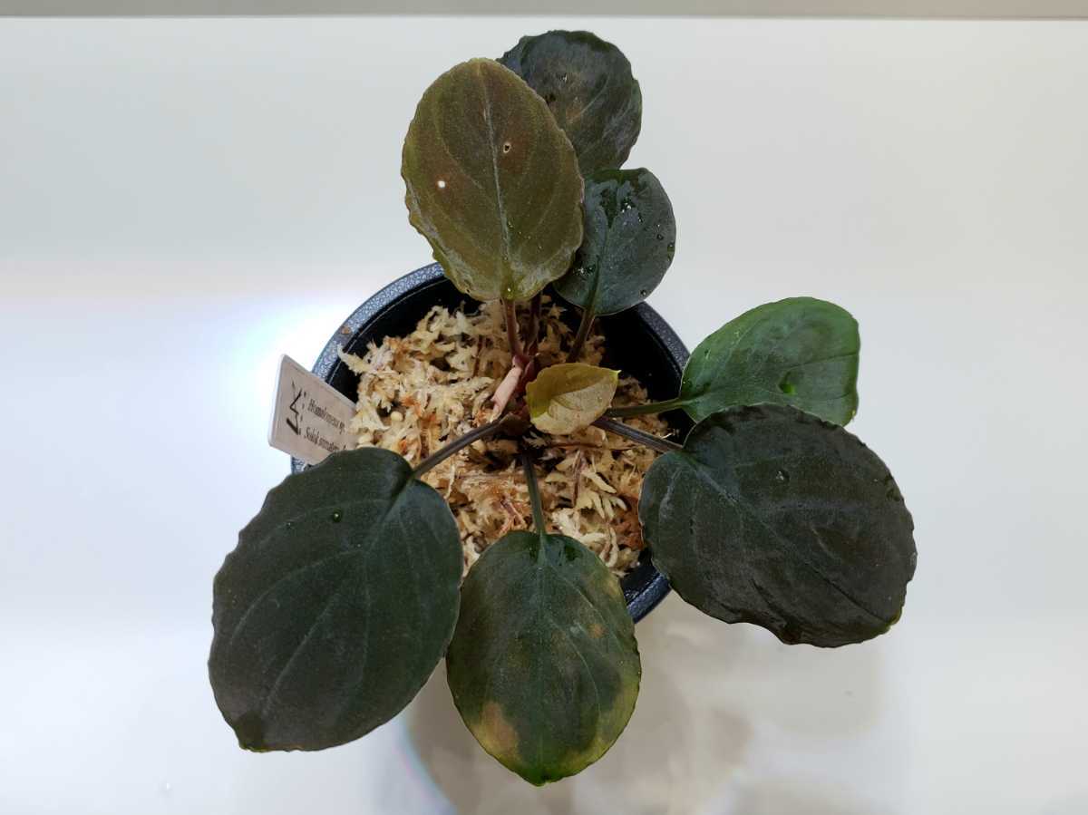 Homalomena Tapanuli tengah TB2401 正規タグ付き（Homalomena sp 
