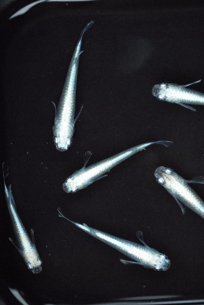 新品 すずらんメダカ サンセット極龍 ロングフィン系統 若魚 3ペア 6匹セット の落札情報詳細 ヤフオク落札価格情報 オークフリー スマートフォン版