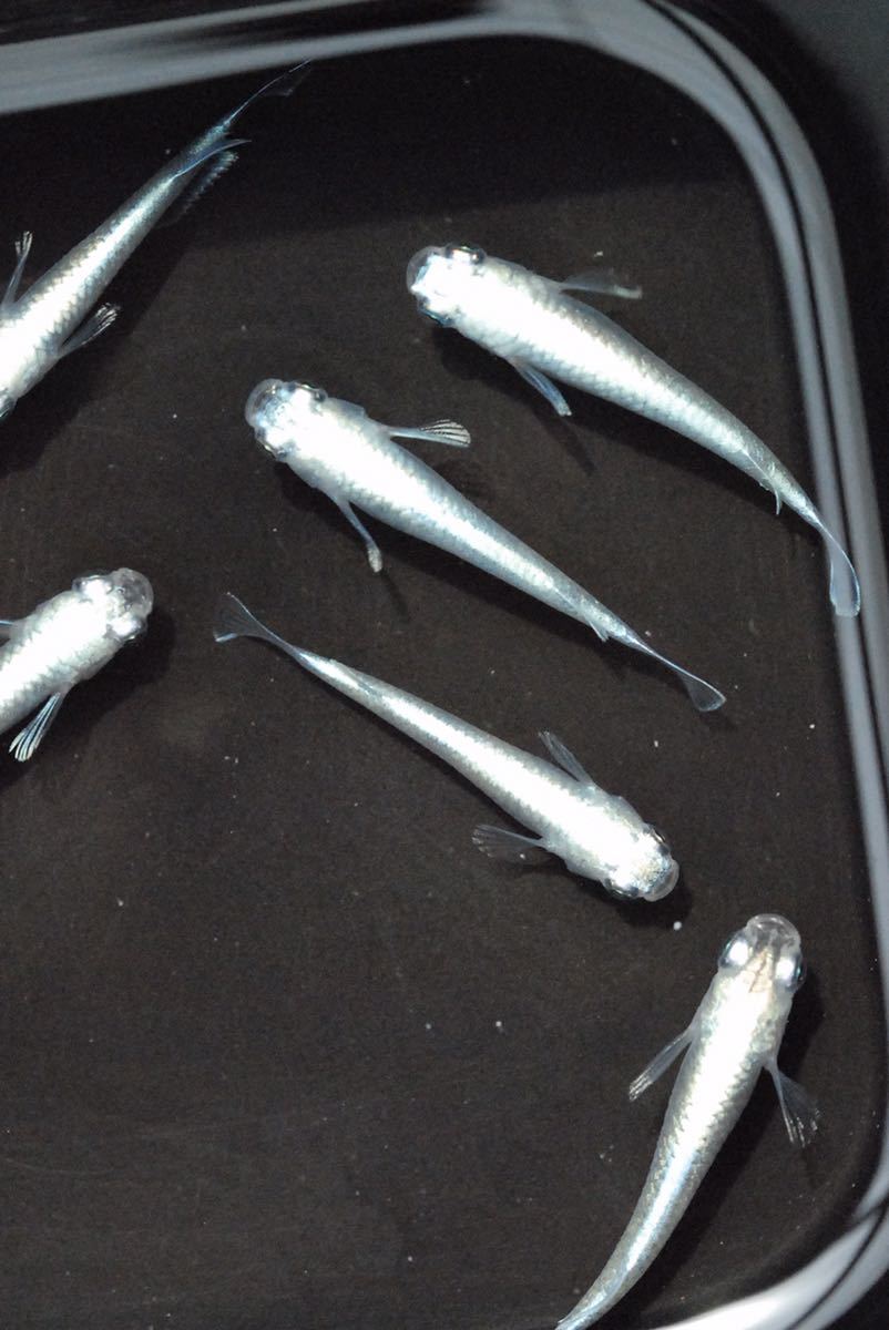 新品 すずらんメダカ サンセット極龍 ロングフィン系統 若魚 3ペア 6匹セット の落札情報詳細 ヤフオク落札価格情報 オークフリー スマートフォン版