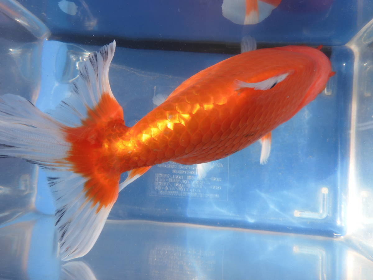 新品 巨大 和金三つ尾約17cm W3 の落札情報詳細 ヤフオク落札価格情報 オークフリー スマートフォン版