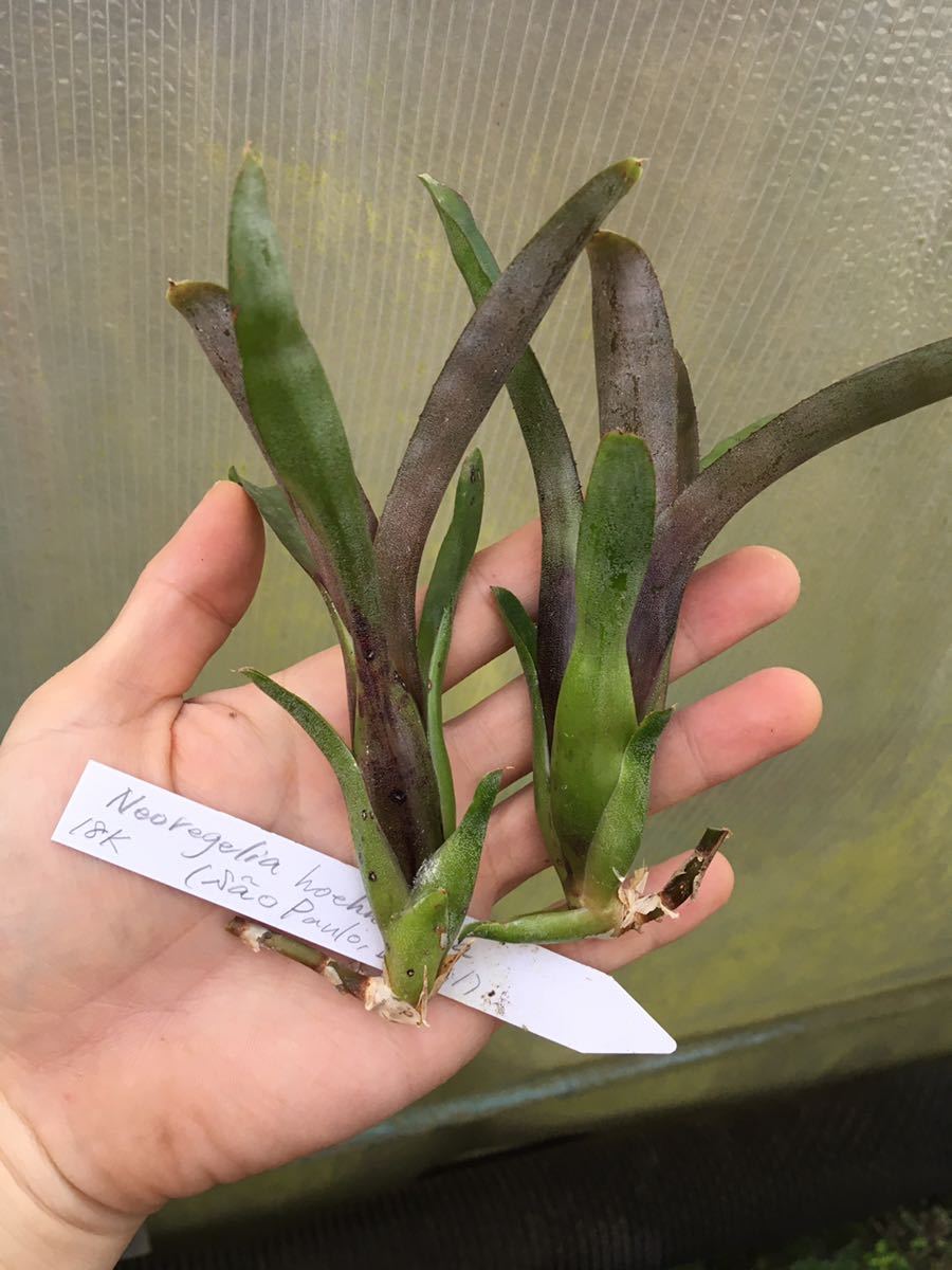 Neoregelia Hoehneana Sao Paulo Brazil 長いランナーで増える小型ネオレゲリア ブロメリア 原種アナナス の落札情報詳細 ヤフオク落札価格情報 オークフリー スマートフォン版