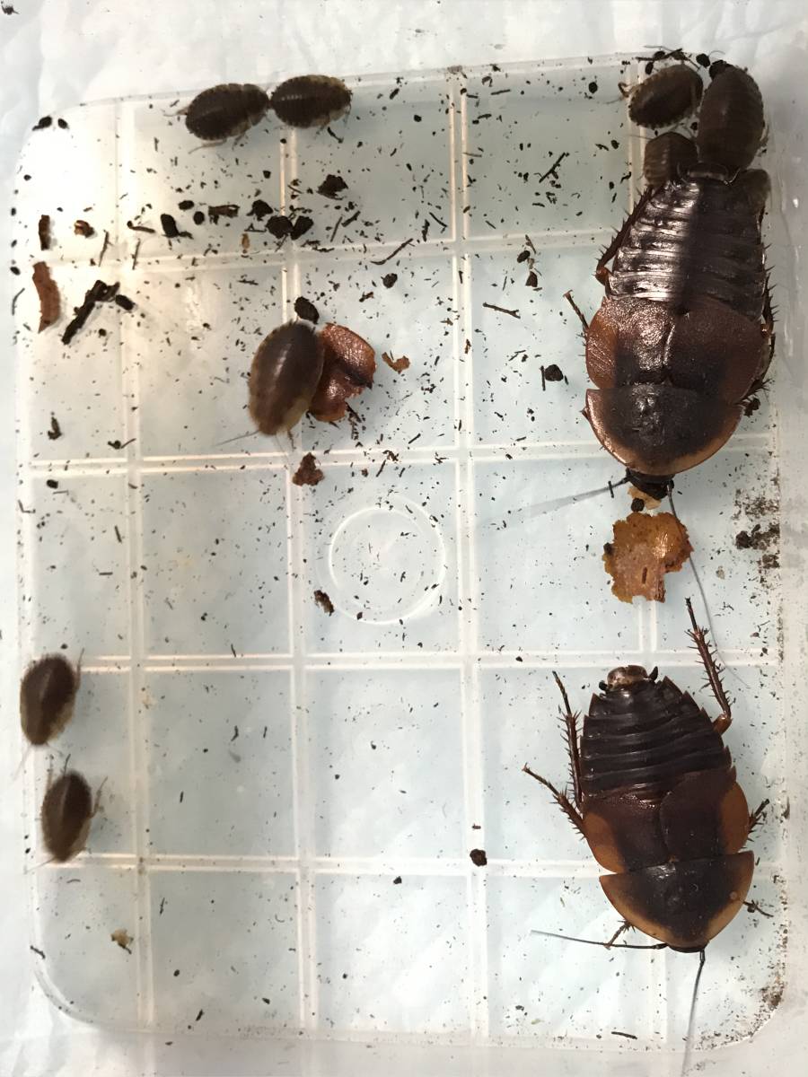 新品 ブログ開設３周年記念 格安スタート 第２弾 カブトガニゴキブリ 幼虫３０匹 の落札情報詳細 ヤフオク落札価格情報 オークフリー スマートフォン版