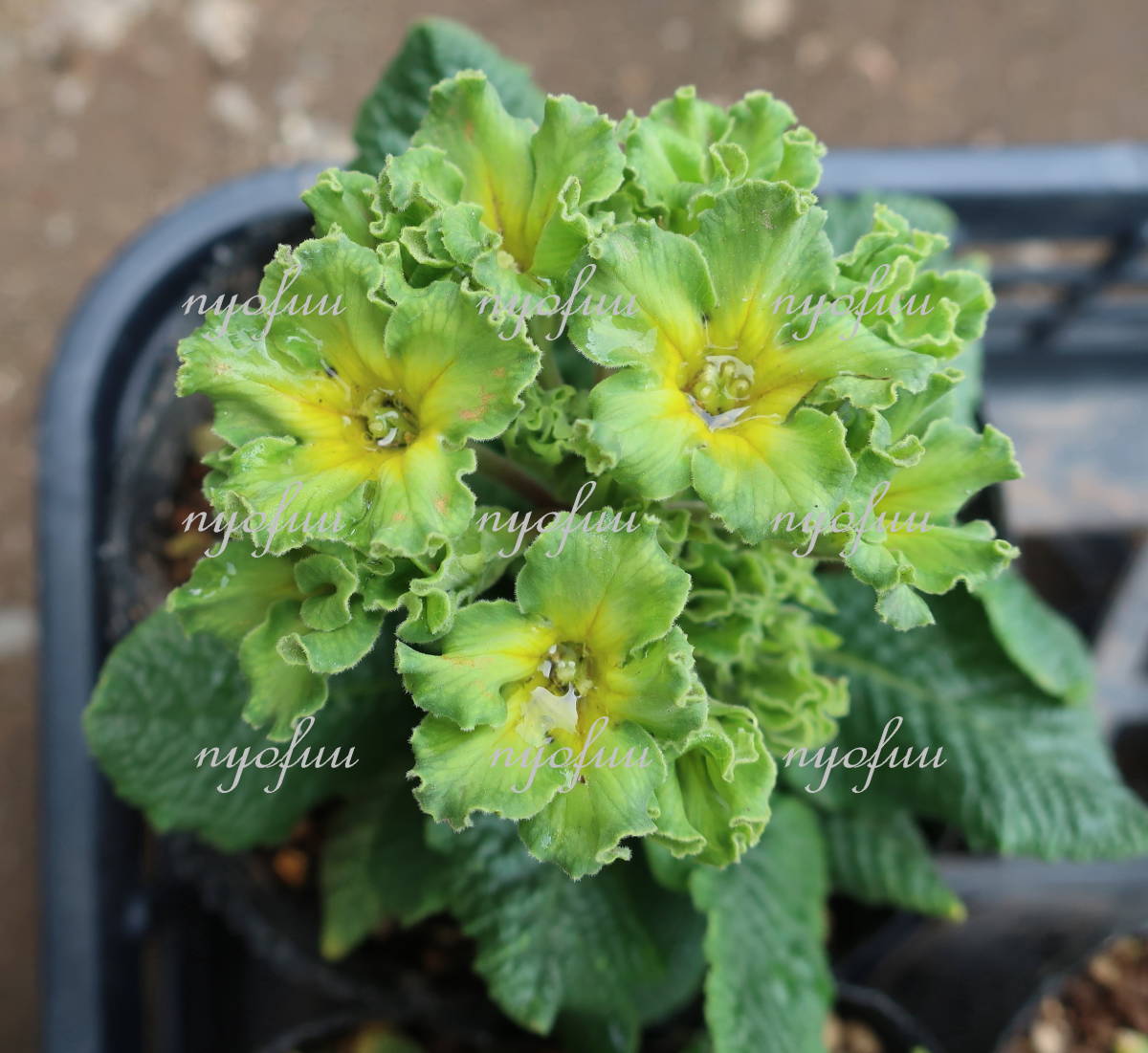 新品 緑 の プリムラ フランチェスカ サクラ草 サクラソウ 桜草 グリーン 耐寒 宿根 山野草 草花 地植え ガーデニング の落札情報詳細 ヤフオク落札価格情報 オークフリー スマートフォン版