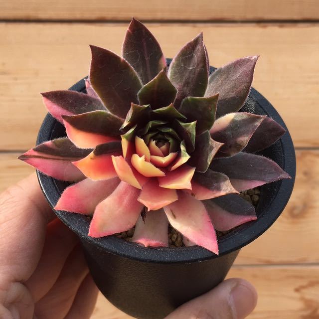 新品】σセンペルビブム ストライカー錦 2.5号 Sempervivum Striker