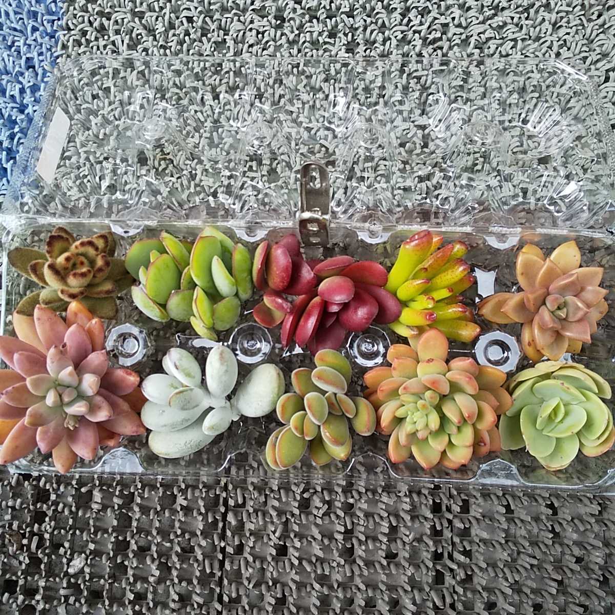 多肉植物 カット苗 第4種送料込み チョコレートソルジャーティンカーベル クラバータ宇宙の木ブロンズ姫アビーブロー福だるま 等１０種 の落札情報詳細 ヤフオク落札価格情報 オークフリー スマートフォン版