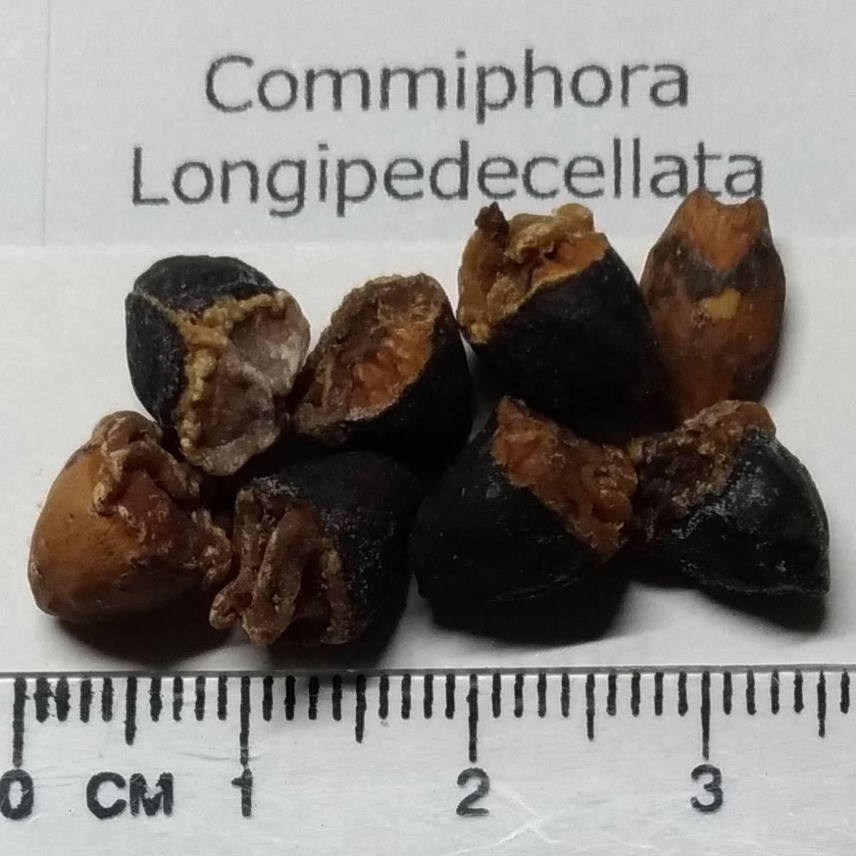 新品 種子 Commiphora Longipedecellata コミフォラ ロンギペデケラータ 香木としても知られるカンラン科ミルラノキ属稀少多肉植物 5粒 の落札情報詳細 ヤフオク落札価格情報 オークフリー スマートフォン版
