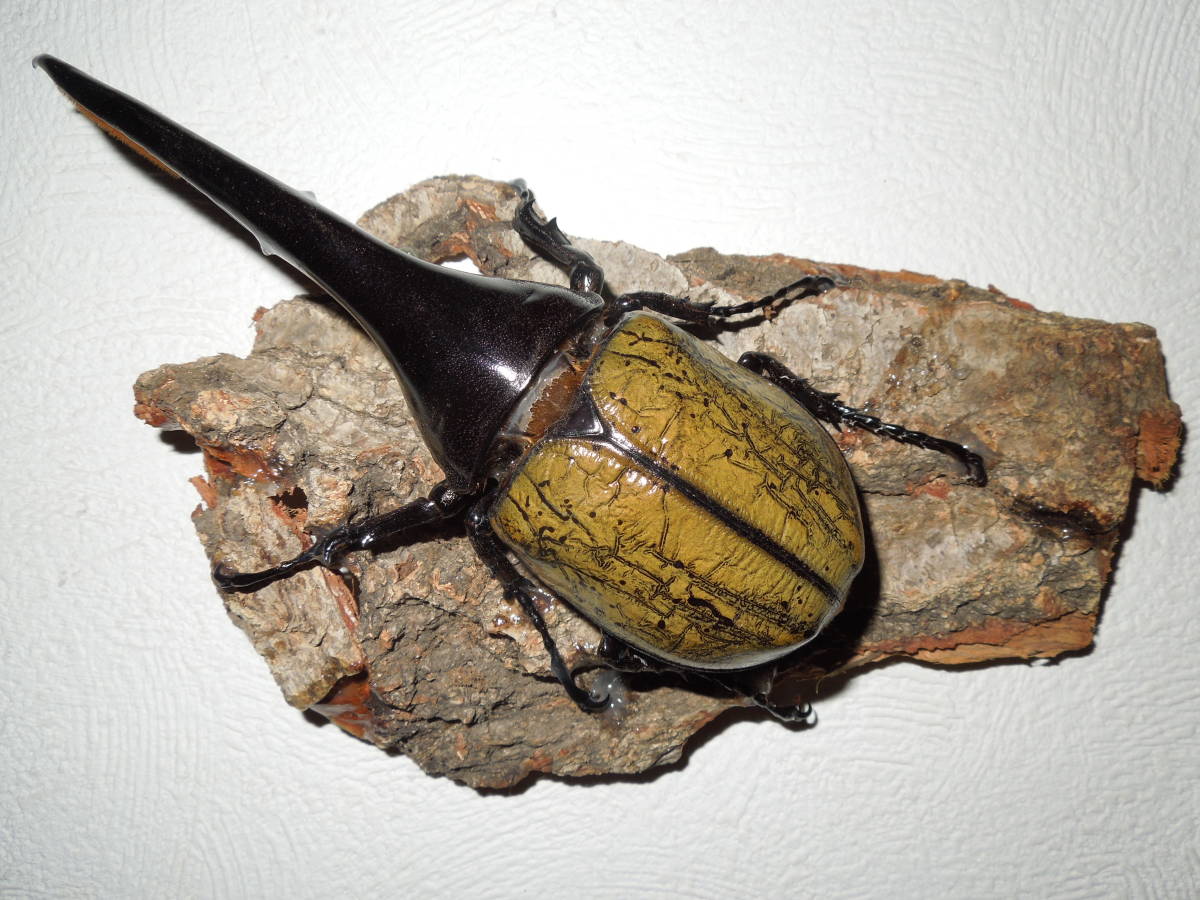 50 Off コエポンさん専用 ヘラクレスオオカブト標本156mm セール価格 公式