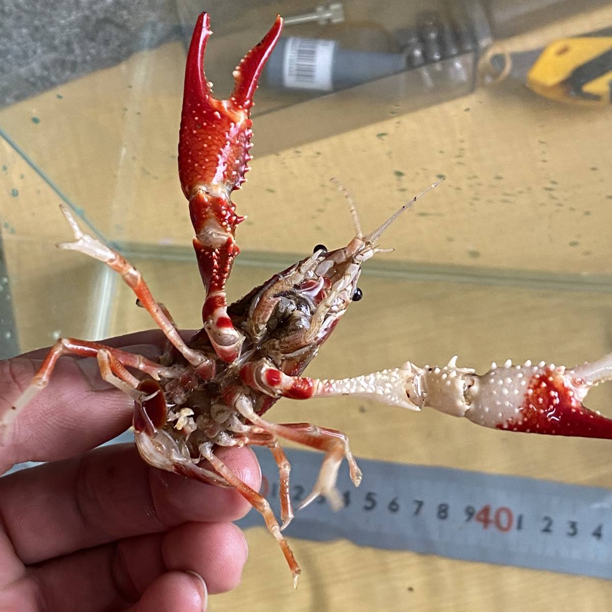 新品 アメリカザリガニ レッドキング タイゴーストf1 1ペア の落札情報詳細 ヤフオク落札価格情報 オークフリー スマートフォン版