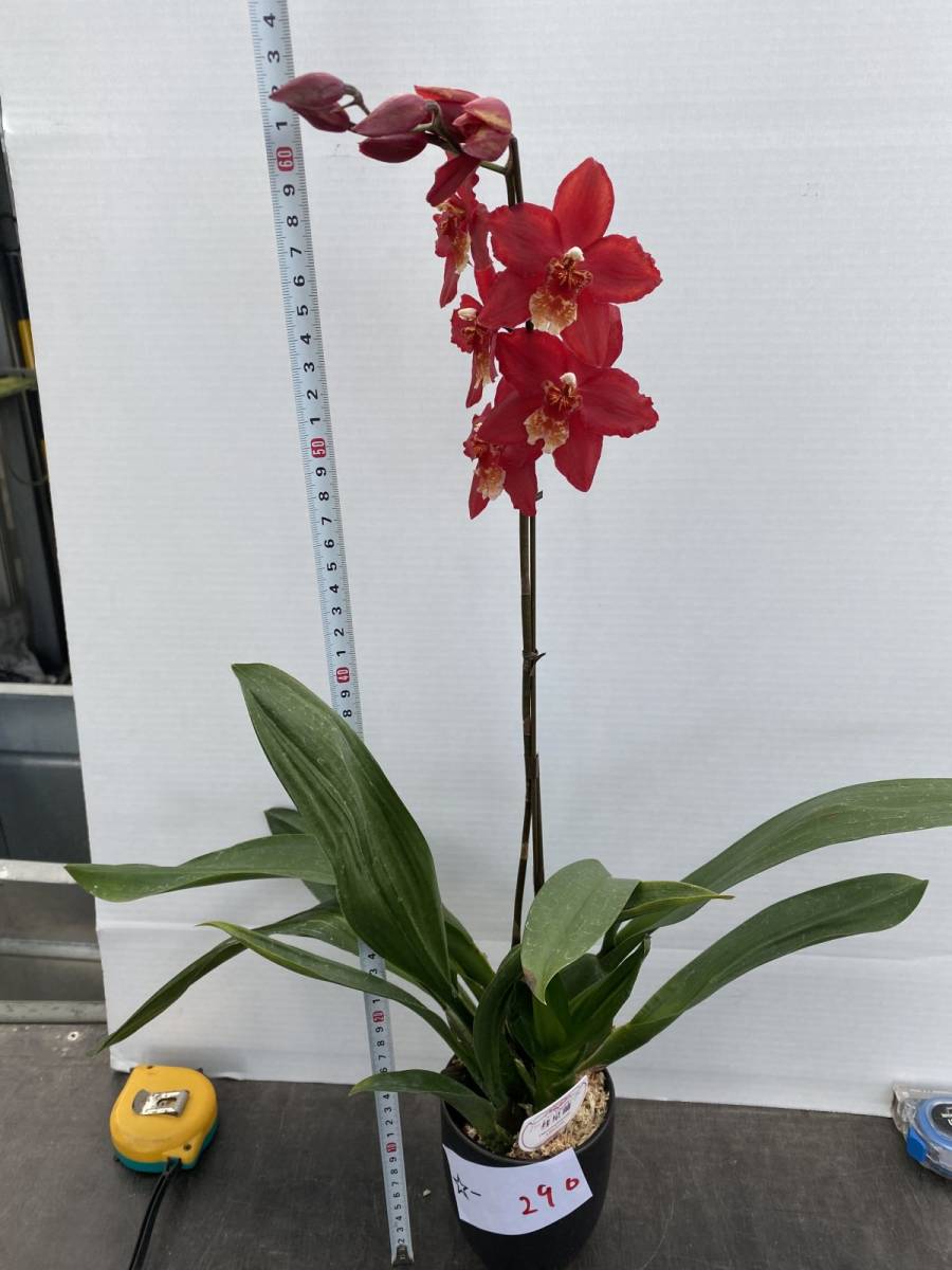新品 290 蘭 オドントグロッサム 彗星蘭 ハッピーウェディング Oda Odontoglossum 美株 洋蘭 の落札情報詳細 ヤフオク落札価格情報 オークフリー スマートフォン版