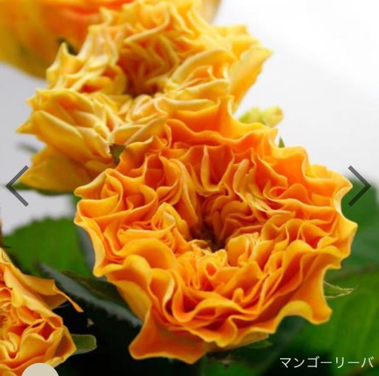 バラ苗 挿し木苗 マンゴーリーバ Roses 最新切花品種 マンゴー色の