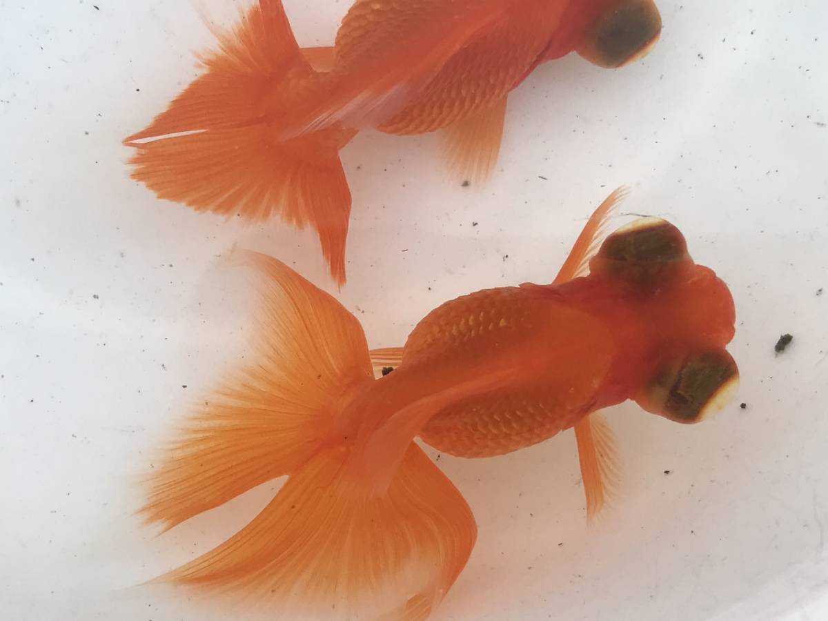 新品 Pure金魚 新春感謝セール 人気種 赤蝶尾 ２匹 華やかな蝶尾 当歳ですが綺麗です の落札情報詳細 ヤフオク落札価格情報 オークフリー スマートフォン版