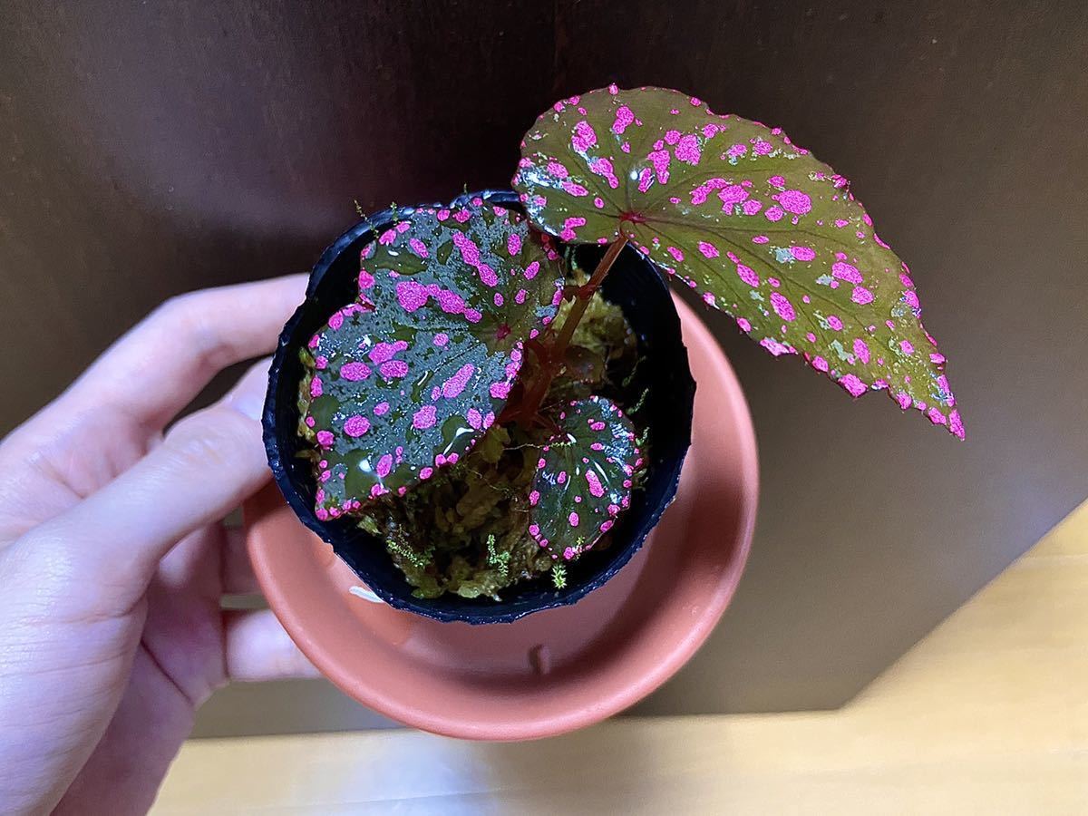 本日超得 ベゴニア ネグロセンシス Begonia Negrosensis 15株セット 在庫限りセール Www Eatforhealth Gr