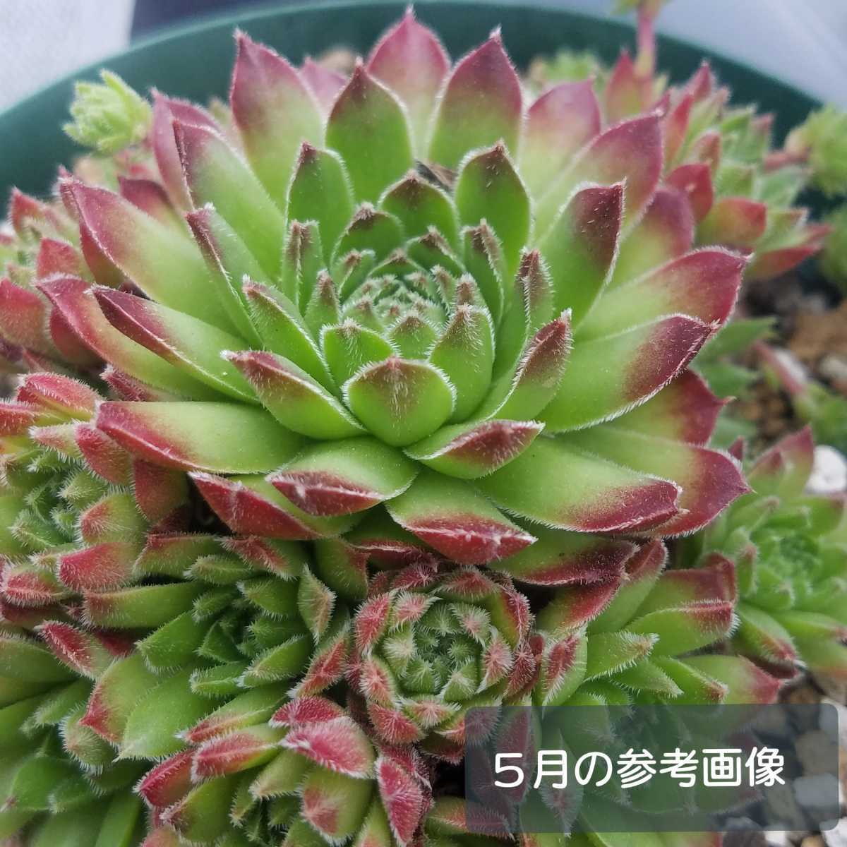ラモッティ センペルビウム 多肉植物 カット苗 の落札情報詳細 ヤフオク落札価格情報 オークフリー スマートフォン版