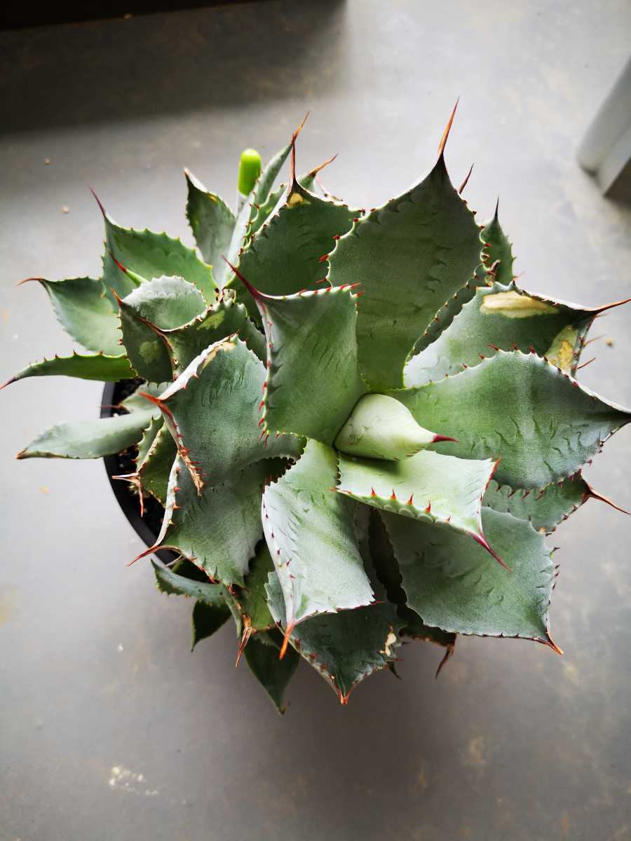 Confederate Rose×titanota 子株 コンフェデレートローズ 希少種