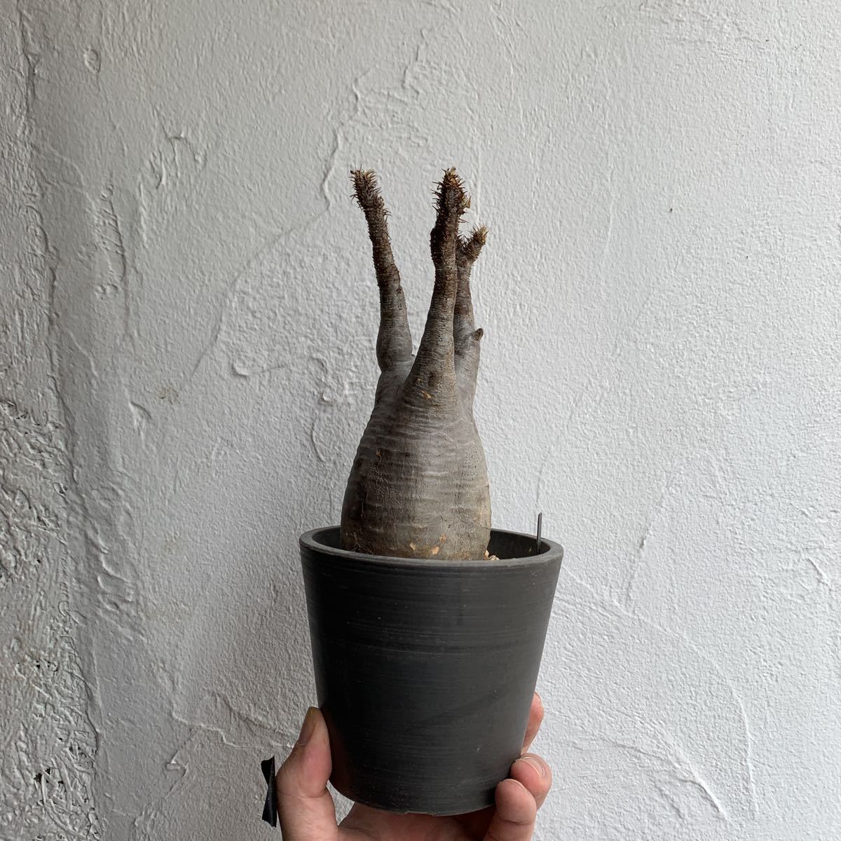 新品 Pachypodium Gracilius パキポディウム グラキリス 現地球 A の落札情報詳細 ヤフオク落札価格情報 オークフリー スマートフォン版