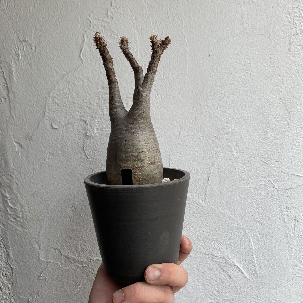 新品 Pachypodium Gracilius パキポディウム グラキリス 現地球 A の落札情報詳細 ヤフオク落札価格情報 オークフリー スマートフォン版