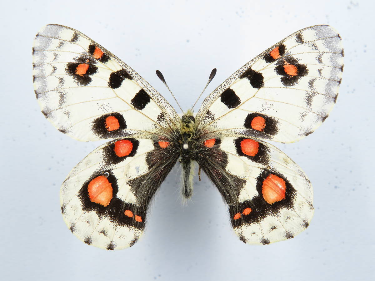 オオアカボシウスバ♂/甘粛省.張掖産【外国産蝶標本】 外国産蝶標本