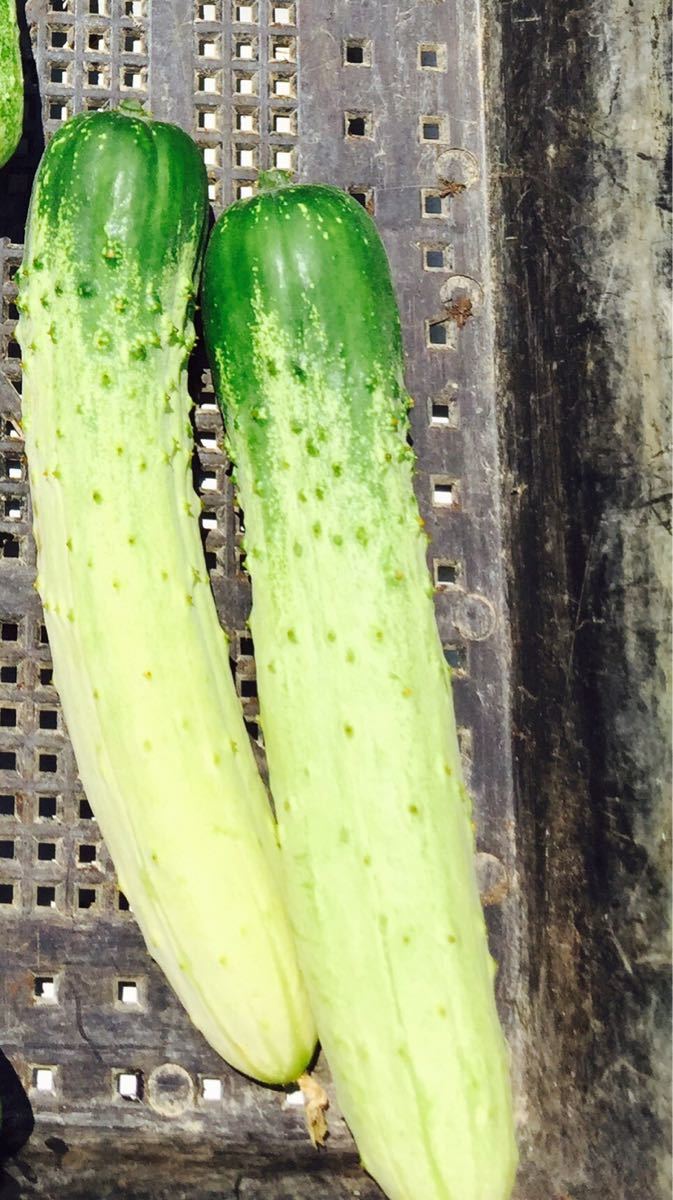 相模半白胡瓜 種子 10粒 固定種 伝統野菜 エアルーム種 キュウリ種 昔のきゅうり 種 の落札情報詳細 ヤフオク落札価格情報 オークフリー スマートフォン版