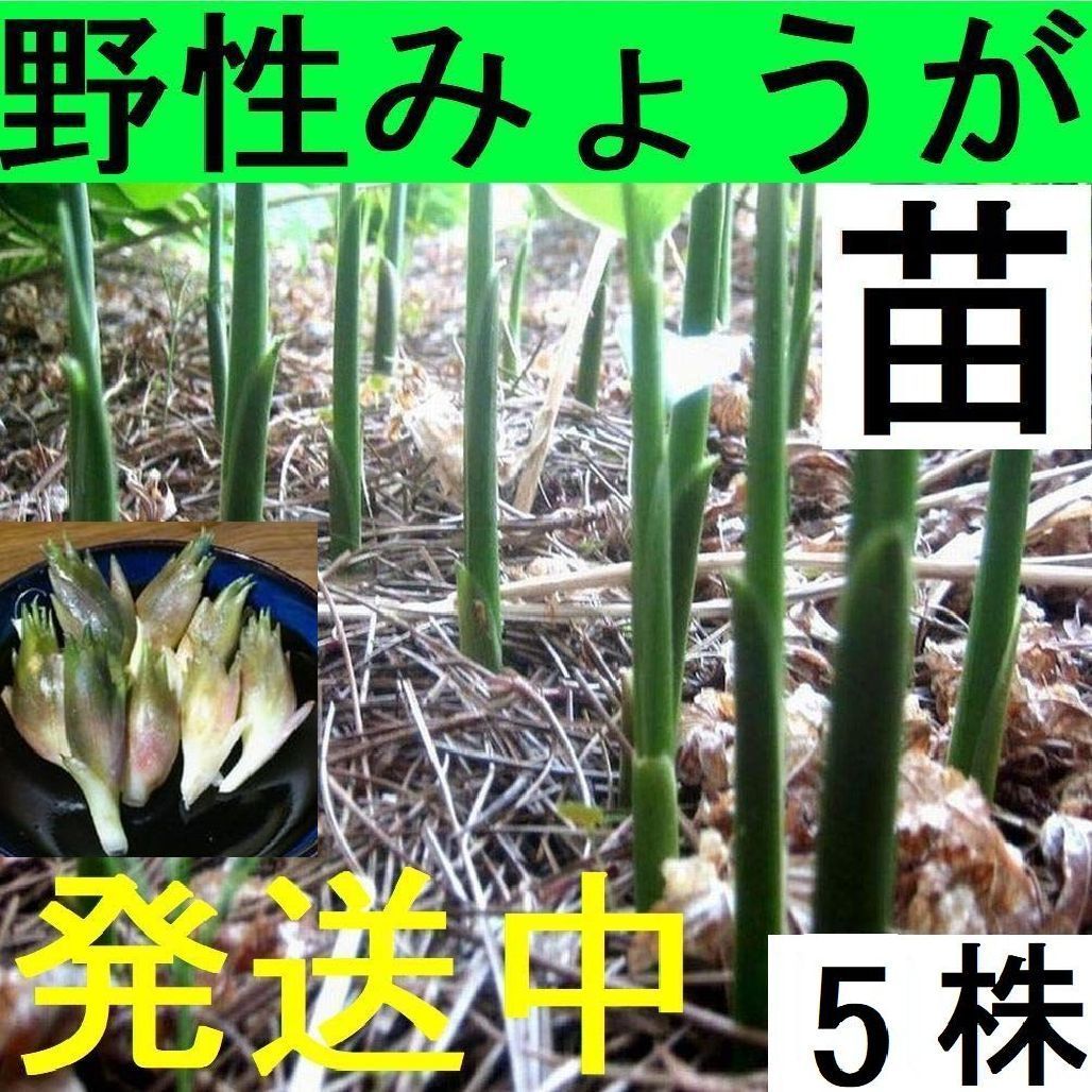 発送中 天然茗荷 みょうが ミョウガの発芽地下茎150mm以上 栽培 苗5株 の落札情報詳細 ヤフオク落札価格情報 オークフリー スマートフォン版