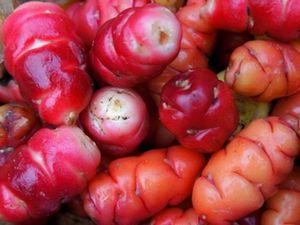 新品 貴重種 食用 アンデスカタバミ 球根 オキザリス 多肉 塊茎 送料73円 同一商品3個まで同梱可 の落札情報詳細 ヤフオク落札価格情報 オークフリー スマートフォン版