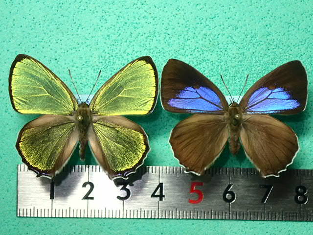 国産蝶標本 キリシマミドリシジミ ａ Pair 鹿児島県熊毛郡屋久島町 産 の落札情報詳細 ヤフオク落札価格情報 オークフリー スマートフォン版