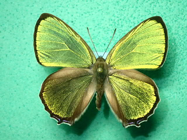 国産蝶標本 キリシマミドリシジミ ａ Pair 鹿児島県熊毛郡屋久島町 産 の落札情報詳細 ヤフオク落札価格情報 オークフリー スマートフォン版