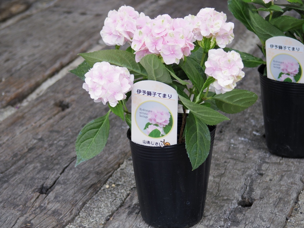 【専用商品】　アジサイ　リクエストアソート　紫陽花 最短発送 鉢花 花 あじさい 選べる7種 4号 鉢植え 即納 送料無料