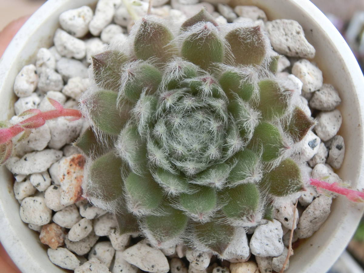 センペルビウム シャーリージョイ 楽天市場】シャーリージョイ