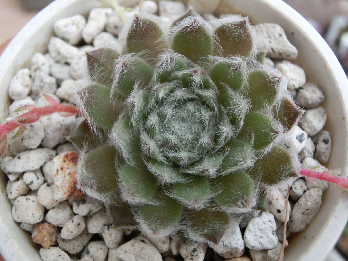 ☆センペル シャーリー・ジョイ Sempervivum shirley's joy
