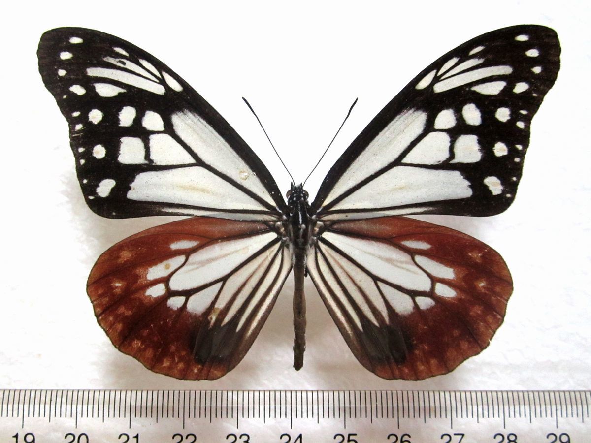 蝶標本 アサギマダラ♂(長崎産/野外品) の落札情報詳細| ヤフオク落札価格情報 オークフリー・スマートフォン版 蝶標本 アサギマダラ♂(長崎産/野外品) の落札情報詳細| ヤフオク落札価格情報 オークフリー・スマートフォン版