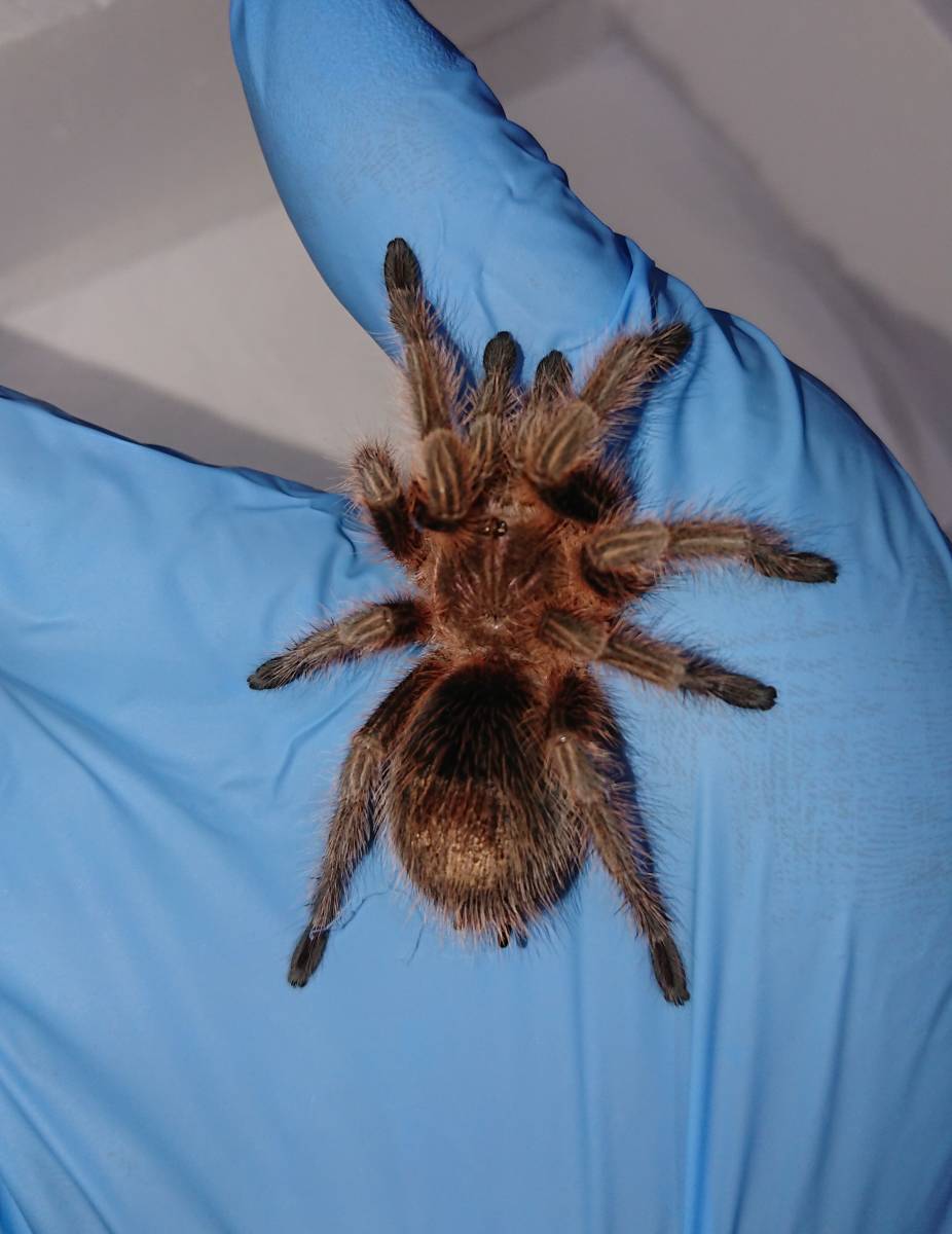 新品 Grammostola Rosea ローズヘア タランチュラ ローズヘアー の落札情報詳細 ヤフオク落札価格情報 オークフリー スマートフォン版