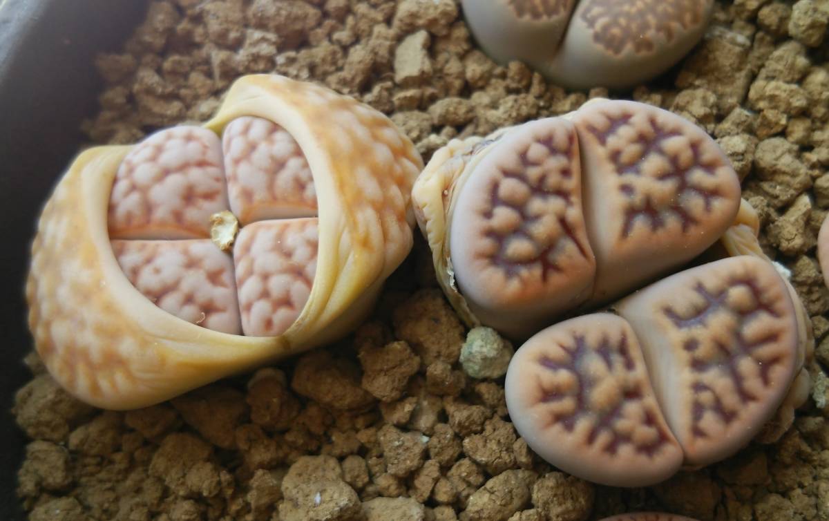 新品 種子60粒 リトープス 花紋玉 赤窓 網目模様 Lithops Karasmontana 年5月自家採取 の落札情報詳細 ヤフオク落札価格情報 オークフリー スマートフォン版