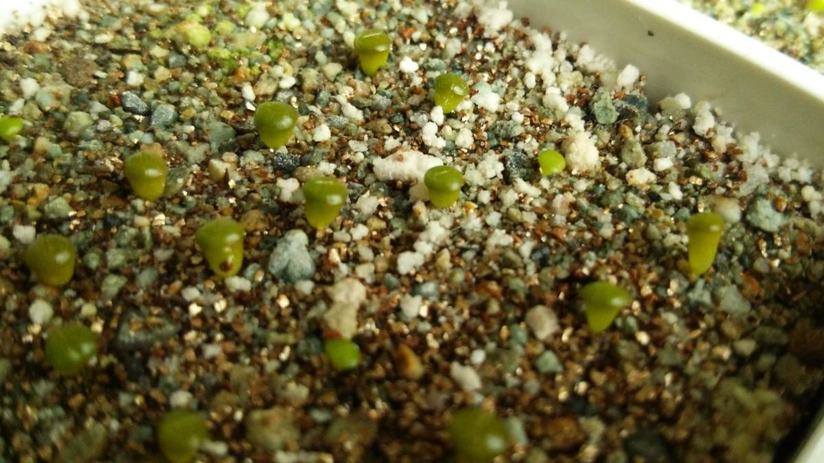 新品 種子60粒 リトープス 花紋玉 赤窓 網目模様 Lithops Karasmontana 年5月自家採取 の落札情報詳細 ヤフオク落札価格情報 オークフリー スマートフォン版