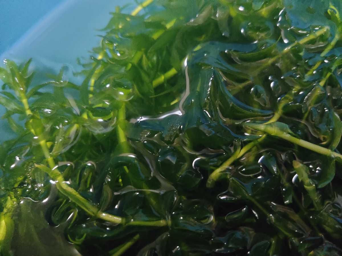 無農薬 アナカリス 水草 浮遊草 アクアリウム ビオトープ 屋外で冬越し出来る水草 よく増える丈夫な水草 エビ メダカ の落札情報詳細 ヤフオク落札価格情報 オークフリー スマートフォン版