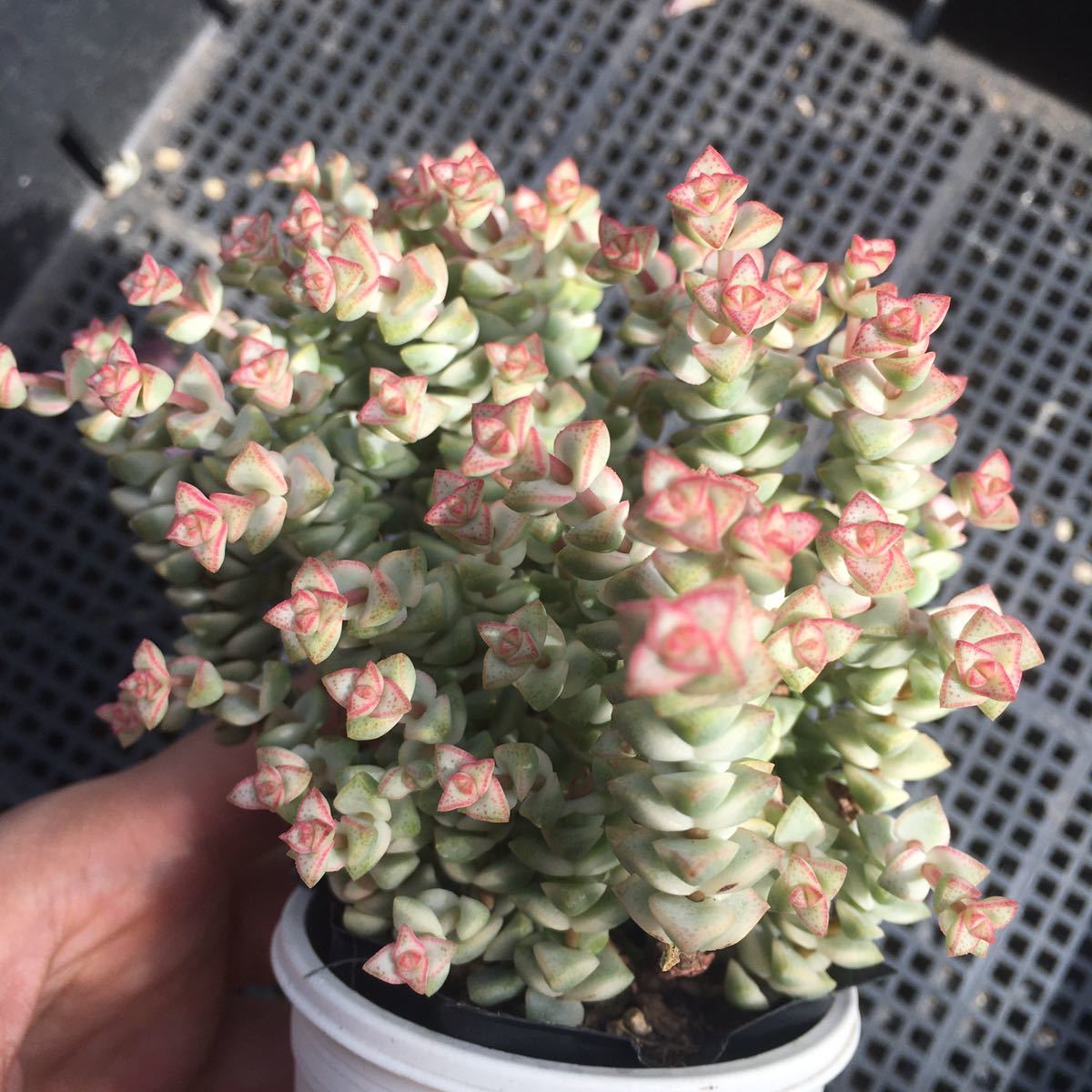 3品送料無料 多肉植物 クラッスラ・パステル（2）の落札情報詳細