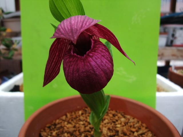 山野草 厚岸産ホテイアツモリソウ 花1芽株 山野草 厚岸ホテイ