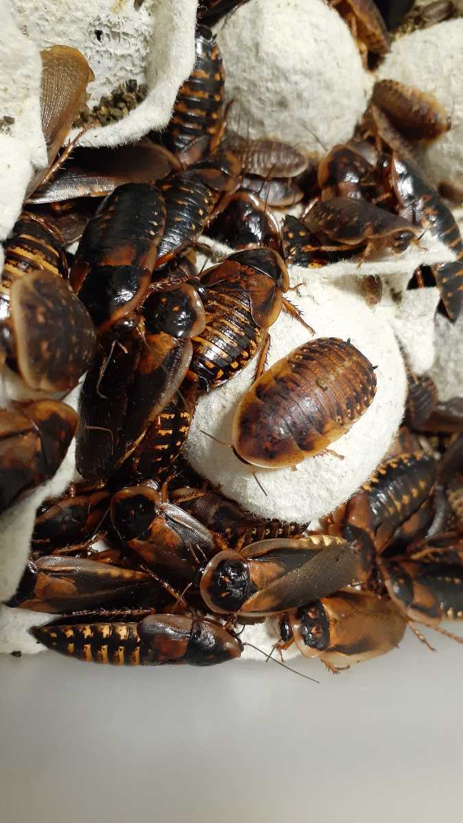 送料無料　デュビア　アダルトセット　メス100匹　　オス 50匹　死着保障　餌　　イエコオロギ　レッドローチ　フタホシコオロギ　  デュビア成虫 メス 100匹 | Coco Colors