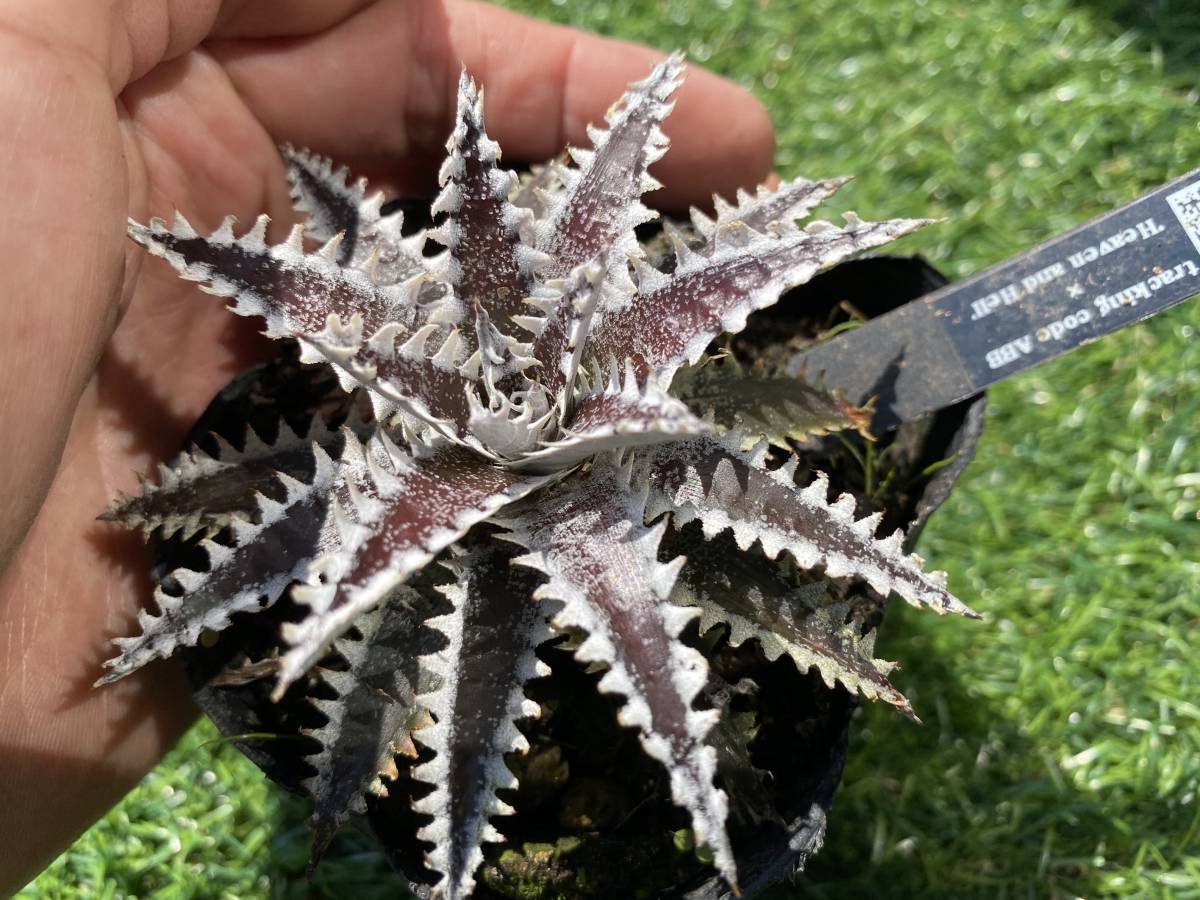 ★☆★Dyckia tracking code ABB × 'Big Brother'  Dyckia \u0027Kala\u0027 x (tracking code ABB x \u0027Big Brother\u0027) dyckiayouup