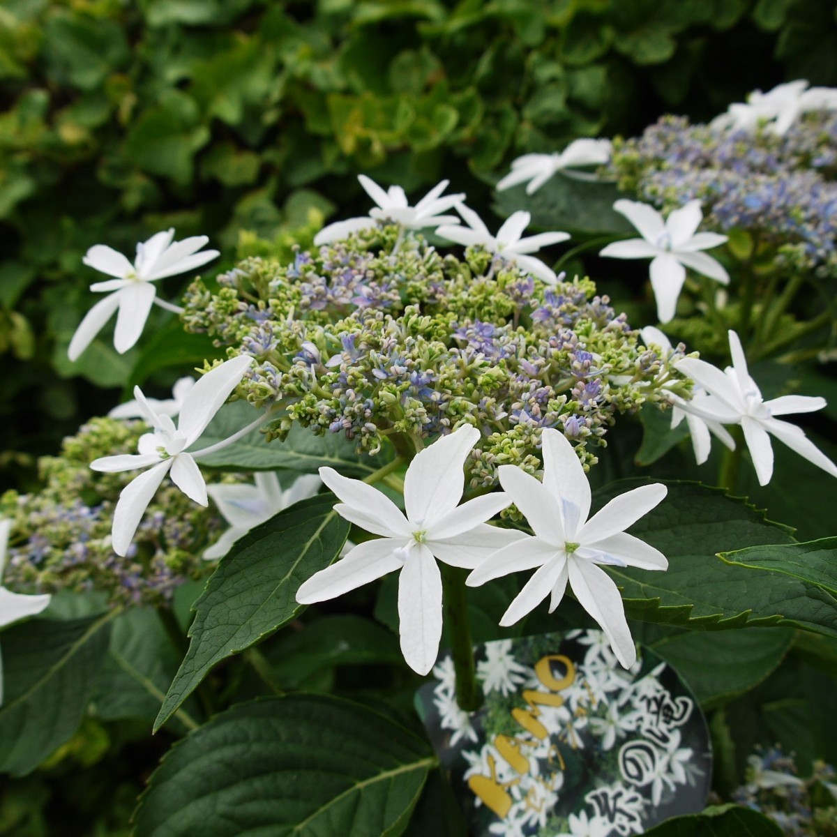 保証 マルタン様専用ページ豪華 ピンクの紫陽花の