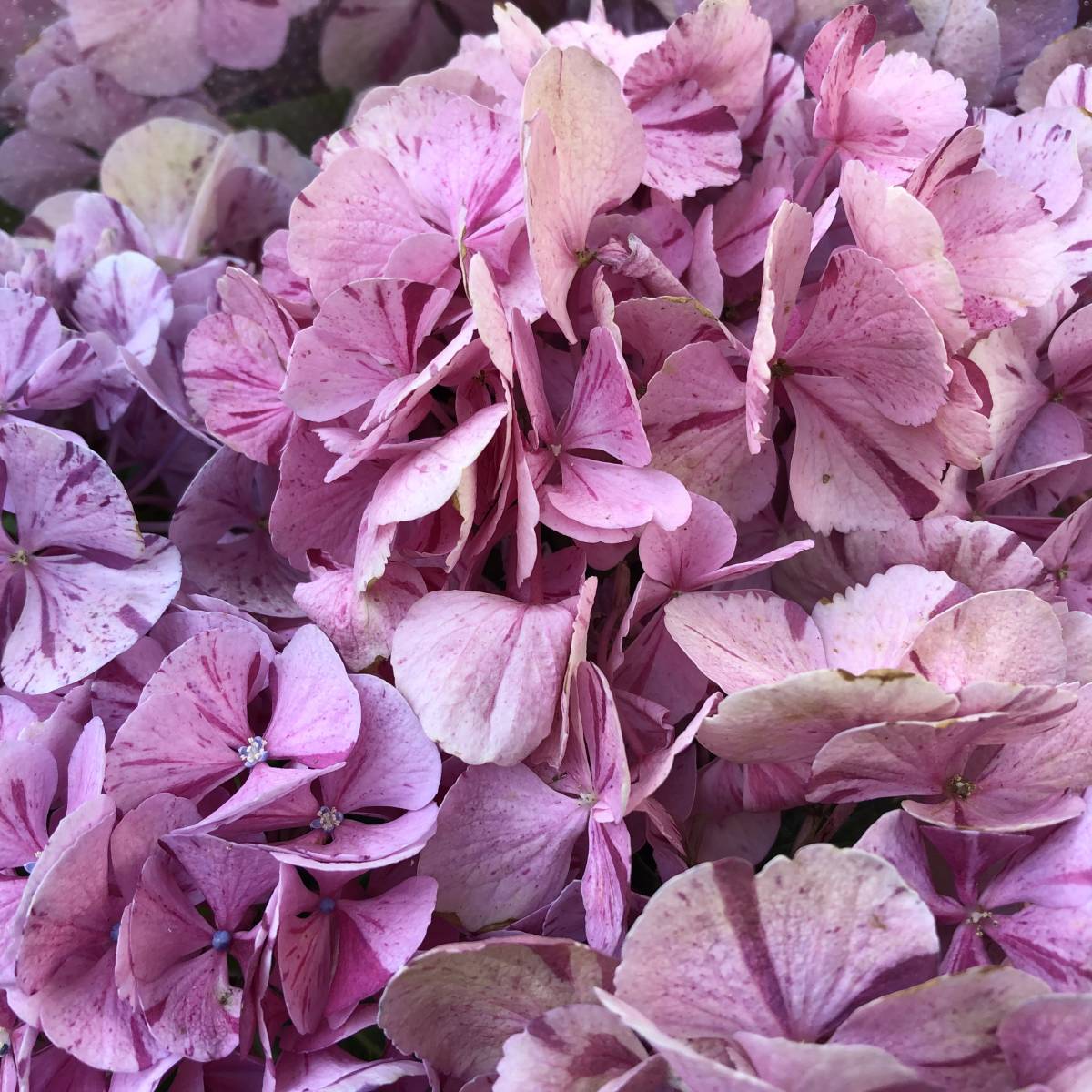 新品 紫陽花コレクション 数量3 来季用に 大栄花園 ピンクスプラッシュ 写真現品 の落札情報詳細 ヤフオク落札価格情報 オークフリー スマートフォン版