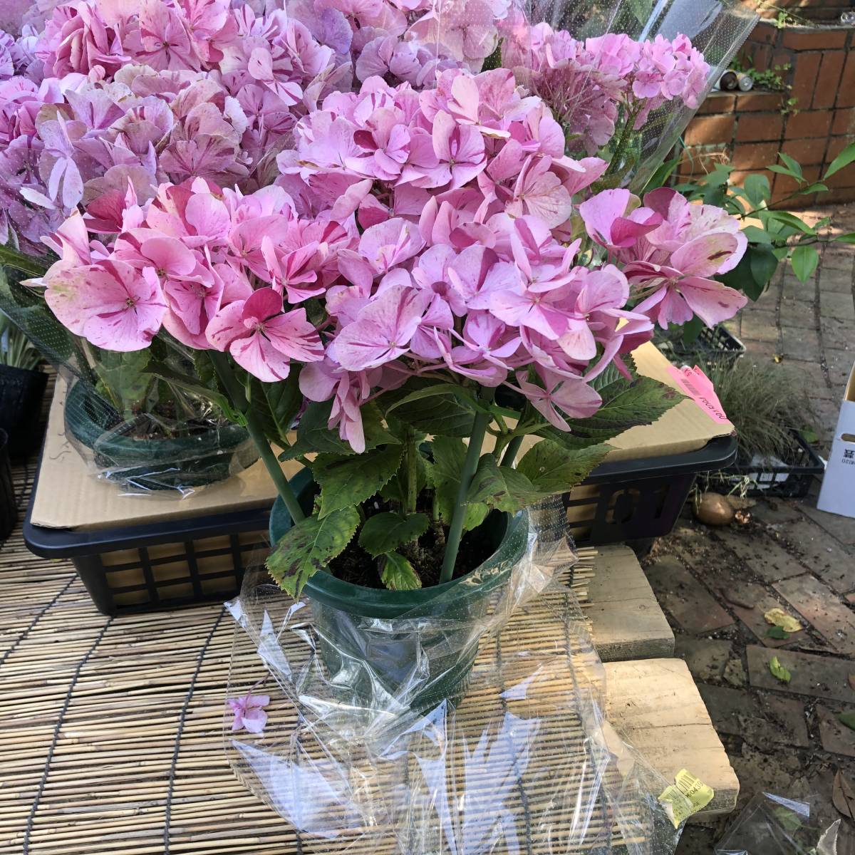 新品 紫陽花コレクション 数量3 来季用に 大栄花園 ピンクスプラッシュ 写真現品 の落札情報詳細 ヤフオク落札価格情報 オークフリー スマートフォン版