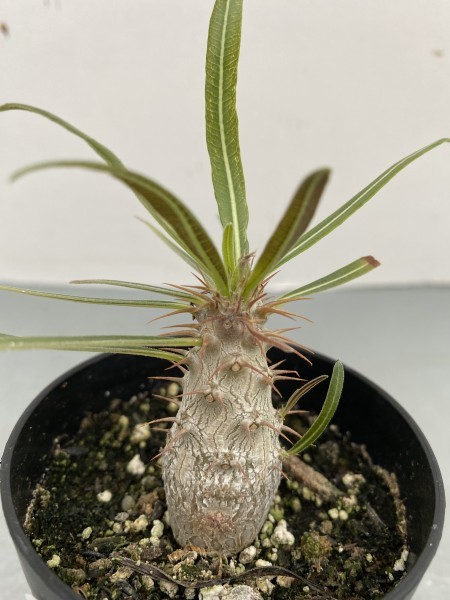 新品 ロ254 塊根植物 実生 パキポディウム グラキリス 有望株 種から発芽 発根 Pachypodium の落札情報詳細 ヤフオク落札価格情報 オークフリー スマートフォン版