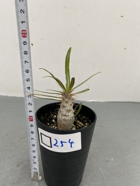 新品 ロ254 塊根植物 実生 パキポディウム グラキリス 有望株 種から発芽 発根 Pachypodium の落札情報詳細 ヤフオク落札価格情報 オークフリー スマートフォン版