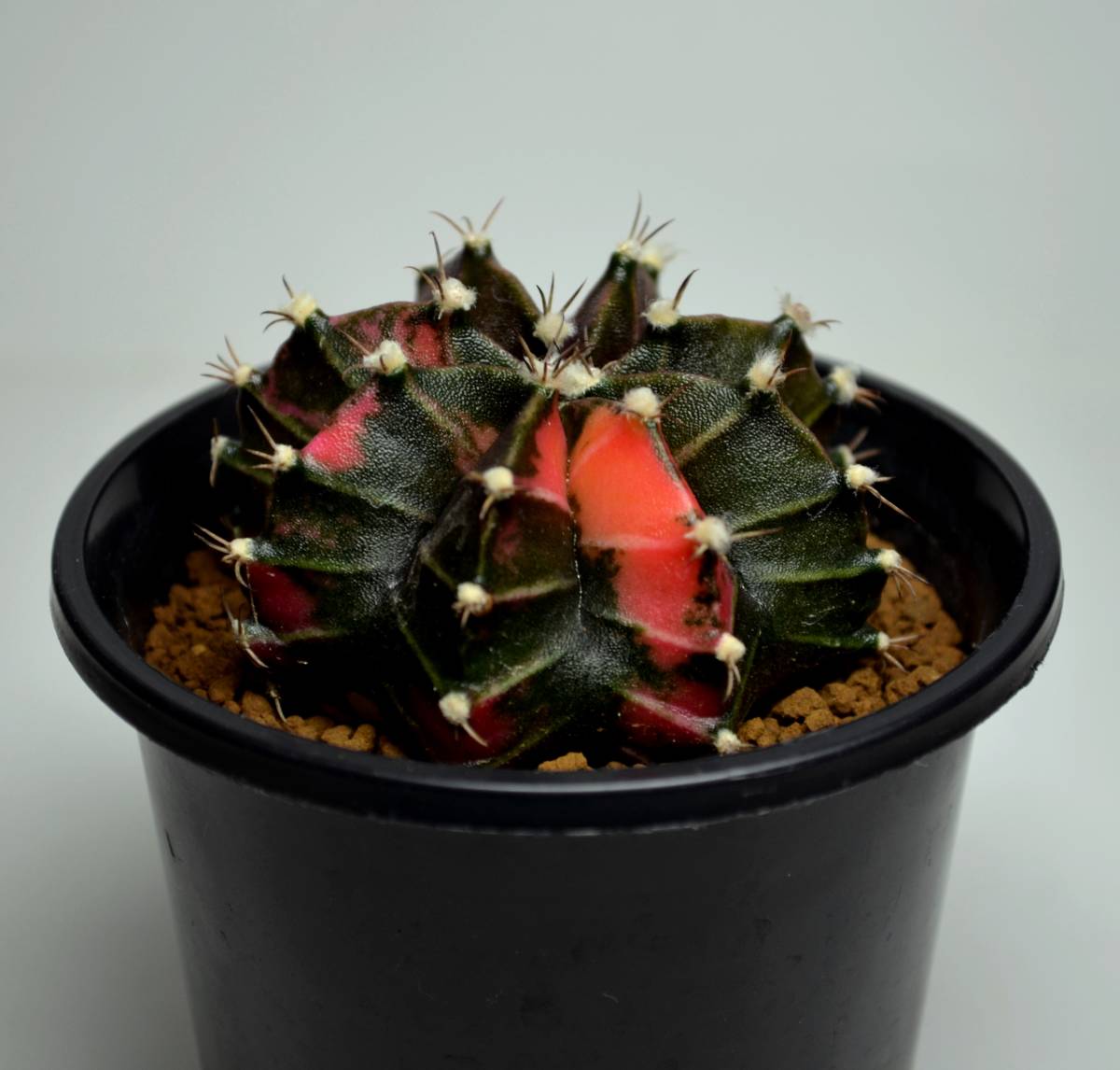 稀少】緋牡丹錦×LB2178錦 向山レッドダイヤモンド 極上多色斑 サボテン