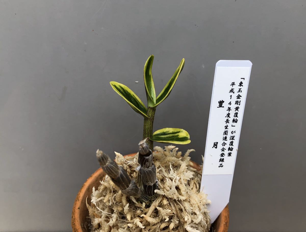 キバナノセッコク　銘品「星降神苑」　　富貴蘭　長生蘭　セッコク キバナノセッコク 銘品「星降神苑」 富貴蘭 長生蘭 セッコク